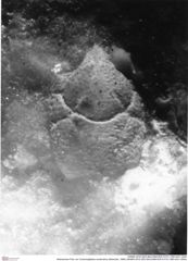 Historisches Foto von Cracensigillatus acutirostrus (Moericke, 1889) (NHMW-AFW-GEO-BACHMAYER-FOTO-1990-0041-2949)